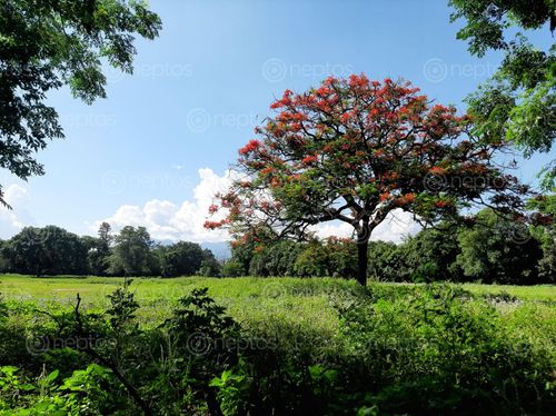 Find  the Image gulmohor,blue,sky  and other Royalty Free Stock Images of Nepal in the Neptos collection.