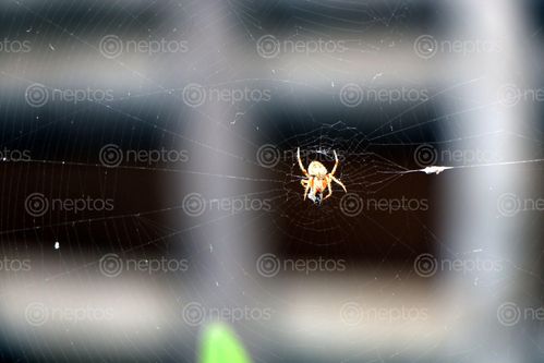 Find  the Image spider,home,images#,stock,image#,nepal,_photography,sita,maya,shrestha  and other Royalty Free Stock Images of Nepal in the Neptos collection.