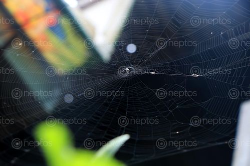 Find  the Image spider,home,images#,stock,image#,nepal,_photography,sita,maya,shrestha  and other Royalty Free Stock Images of Nepal in the Neptos collection.