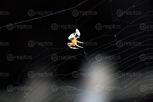 Find  the Image spider,home,images#,stock,image#,nepal,_photography,sita,maya,shrestha  and other Royalty Free Stock Images of Nepal in the Neptos collection.