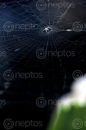 Find  the Image spider,home,images#,stock,image#,nepal,_photography,sita,maya,shrestha  and other Royalty Free Stock Images of Nepal in the Neptos collection.