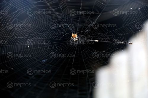 Find  the Image spider,home,images#,stock,image#,nepal,_photography,sita,maya,shrestha  and other Royalty Free Stock Images of Nepal in the Neptos collection.