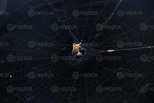 Find  the Image spider,home,images#,stock,image#,nepal,_photography,sita,maya,shrestha  and other Royalty Free Stock Images of Nepal in the Neptos collection.