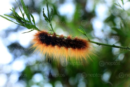 Find  the Image fuzzy,caterpillar,image,stock,image#,nepal,_photography,sita,maya,shrestha  and other Royalty Free Stock Images of Nepal in the Neptos collection.