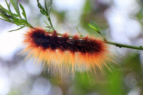 Find  the Image fuzzy,caterpillar,image,stock,image#,nepal,_photography,sita,maya,shrestha  and other Royalty Free Stock Images of Nepal in the Neptos collection.