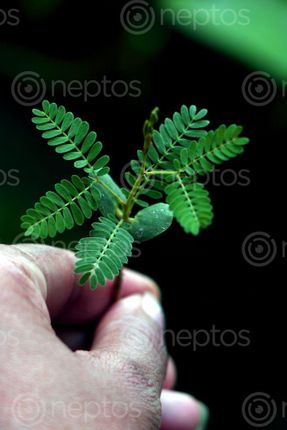 Find  the Image green,leaf,plant,photography,stock,image,nepal,sita,maya,shrestha  and other Royalty Free Stock Images of Nepal in the Neptos collection.