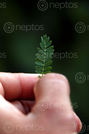 Find  the Image green,leaf,plant,photography,stock,image,nepal,sita,maya,shrestha  and other Royalty Free Stock Images of Nepal in the Neptos collection.