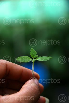 Find  the Image tomato,seed,photography,stock,image,nepal,sita,maya,shrestha  and other Royalty Free Stock Images of Nepal in the Neptos collection.