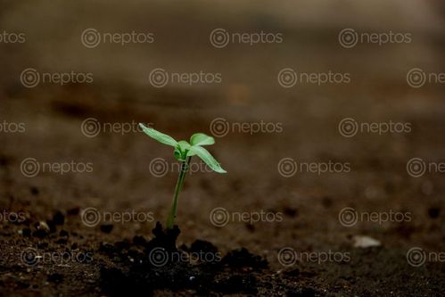 Find  the Image tomato,seed,photography,stock,image,nepal,sita,maya,shrestha  and other Royalty Free Stock Images of Nepal in the Neptos collection.