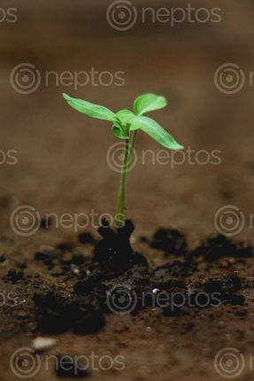 Find  the Image tomato,seed,photography,stock,image,nepal,sita,maya,shrestha  and other Royalty Free Stock Images of Nepal in the Neptos collection.