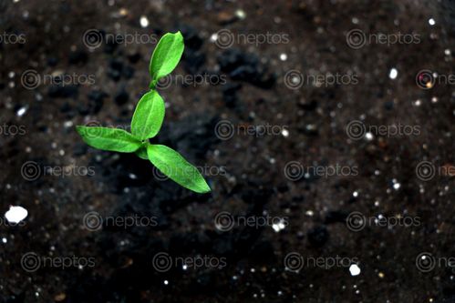 Find  the Image tomato,seed,photography,stock,image,nepal,sita,maya,shrestha  and other Royalty Free Stock Images of Nepal in the Neptos collection.