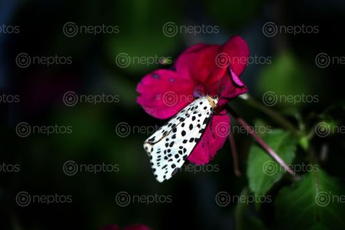 Find  the Image gypsy,moth#,macro,photography#,stock,image,nepal,photography,sita,maya,shrestha  and other Royalty Free Stock Images of Nepal in the Neptos collection.