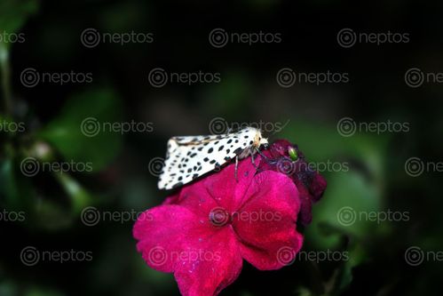 Find  the Image gypsy,moth#,macro,photography#,stock,image,nepal,photography,sita,maya,shrestha  and other Royalty Free Stock Images of Nepal in the Neptos collection.