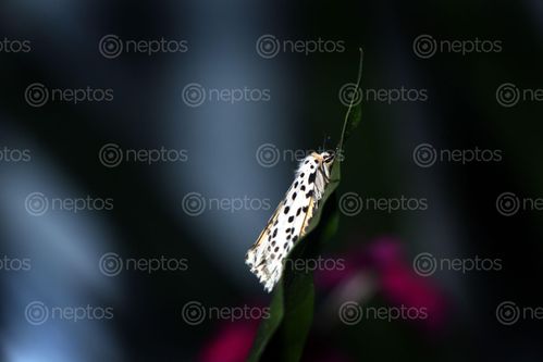 Find  the Image gypsy,moth#,macro,photography#,stock,image,nepal,photography,sita,maya,shrestha  and other Royalty Free Stock Images of Nepal in the Neptos collection.