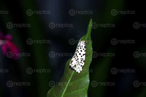 Find  the Image gypsy,moth#,macro,photography#,stock,image,nepal,photography,sita,maya,shrestha  and other Royalty Free Stock Images of Nepal in the Neptos collection.