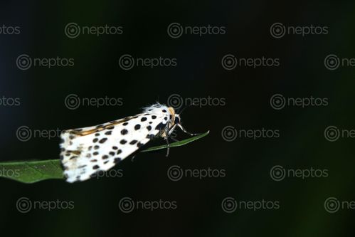 Find  the Image gypsy,moth#,macro,photography#,stock,image,nepal,photography,sita,maya,shrestha  and other Royalty Free Stock Images of Nepal in the Neptos collection.