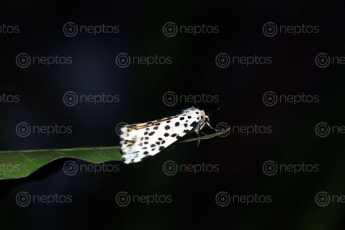 Find  the Image gypsy,moth#,macro,photography#,stock,image,nepal,photography,sita,maya,shrestha  and other Royalty Free Stock Images of Nepal in the Neptos collection.