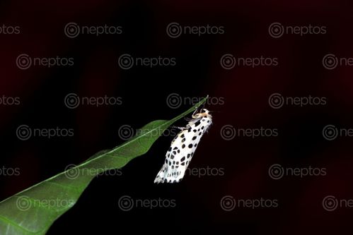 Find  the Image gypsy,moth#,macro,photography#,stock,image,nepal,photography,sita,maya,shrestha  and other Royalty Free Stock Images of Nepal in the Neptos collection.