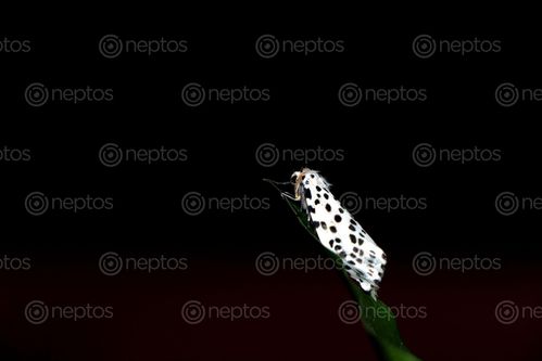 Find  the Image gypsy,moth#,macro,photography#,stock,image,nepal,photography,sita,maya,shrestha  and other Royalty Free Stock Images of Nepal in the Neptos collection.