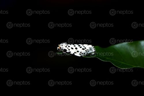 Find  the Image gypsy,moth#,macro,photography#,stock,image,nepal,photography,sita,maya,shrestha  and other Royalty Free Stock Images of Nepal in the Neptos collection.