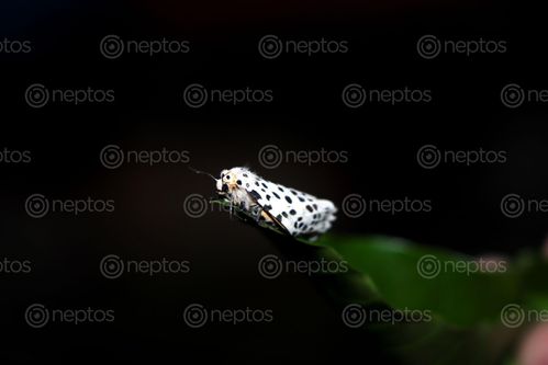 Find  the Image gypsy,moth#,macro,photography#,stock,image,nepal,photography,sita,maya,shrestha  and other Royalty Free Stock Images of Nepal in the Neptos collection.