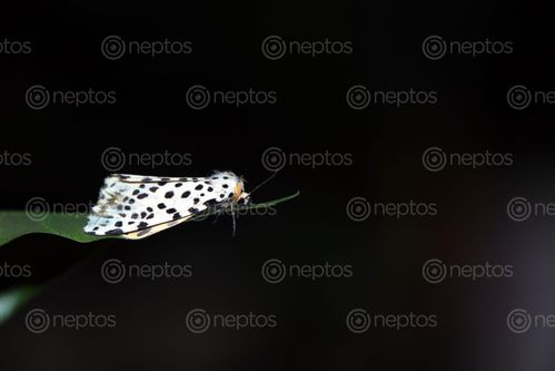 Find  the Image gypsy,moth#,macro,photography#,stock,image,nepal,photography,sita,maya,shrestha  and other Royalty Free Stock Images of Nepal in the Neptos collection.