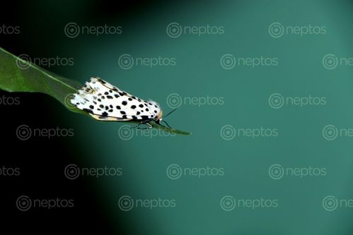 Find  the Image gypsy,moth#,macro,photography#,stock,image,nepal,photography,sita,maya,shrestha  and other Royalty Free Stock Images of Nepal in the Neptos collection.