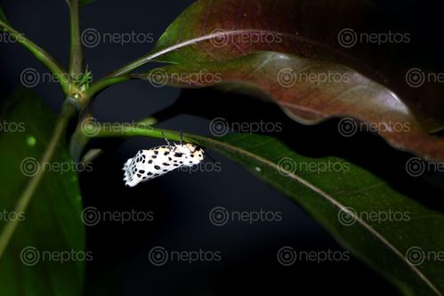 Find  the Image gypsy,moth#,macro,photography#,stock,image,nepal,photography,sita,maya,shrestha  and other Royalty Free Stock Images of Nepal in the Neptos collection.