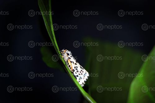 Find  the Image gypsy,moth#,macro,photography#,stock,image,nepal,photography,sita,maya,shrestha  and other Royalty Free Stock Images of Nepal in the Neptos collection.