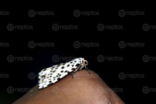 Find  the Image gypsy,moth#,macro,photography#,stock,image,nepal,photography,sita,maya,shrestha  and other Royalty Free Stock Images of Nepal in the Neptos collection.