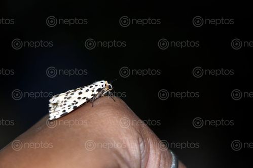 Find  the Image gypsy,moth#,macro,photography#,stock,image,nepal,photography,sita,maya,shrestha  and other Royalty Free Stock Images of Nepal in the Neptos collection.