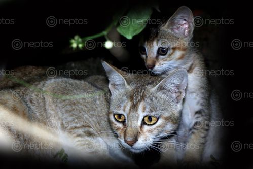 Find  the Image cat,kitten,photography#,stock,image,nepal,photography,sita,maya,shrestha  and other Royalty Free Stock Images of Nepal in the Neptos collection.