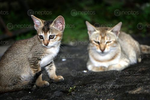 Find  the Image cat,kitten,photography#,stock,image,nepal,photography,sita,maya,shrestha  and other Royalty Free Stock Images of Nepal in the Neptos collection.