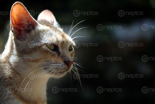 Find  the Image cat,photography#,stock,image,nepal,photography,sita,maya,shrestha  and other Royalty Free Stock Images of Nepal in the Neptos collection.