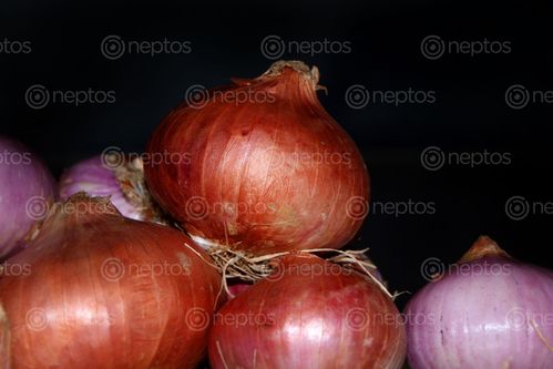 Find  the Image onion,image,stock,nepal,photography,sita,maya,shrestha  and other Royalty Free Stock Images of Nepal in the Neptos collection.