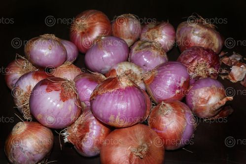 Find  the Image onions,image,stock,nepal,photography,sita,maya,shrestha  and other Royalty Free Stock Images of Nepal in the Neptos collection.