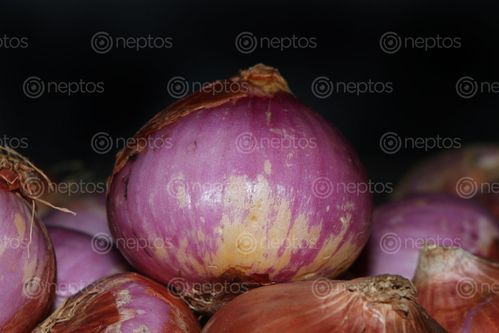 Find  the Image onions,image,stock,nepal,photography,sita,maya,shrestha  and other Royalty Free Stock Images of Nepal in the Neptos collection.