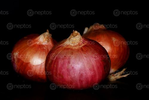 Find  the Image onions,image,stock,nepal,photography,sita,maya,shrestha  and other Royalty Free Stock Images of Nepal in the Neptos collection.