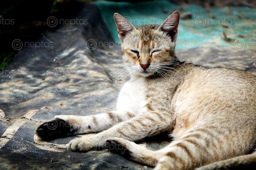 Find  the Image cat,sleep,#stock,image,nepal,photography,sita,maya,shrestha  and other Royalty Free Stock Images of Nepal in the Neptos collection.