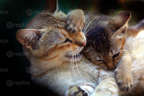 Find  the Image cat,kaitten,play,stock,photo#,nepal,photography,sita,maya,shresth  and other Royalty Free Stock Images of Nepal in the Neptos collection.