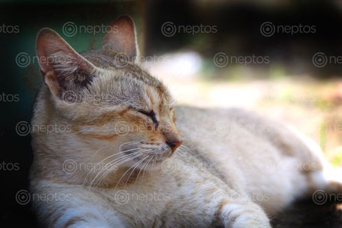 Find  the Image cat,sleep,#stock,image,nepal,photography,sita,maya,shrestha  and other Royalty Free Stock Images of Nepal in the Neptos collection.