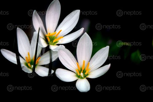 Find  the Image white,flower,|stock,image#,nepal,photography,sita,maya,shrestha  and other Royalty Free Stock Images of Nepal in the Neptos collection.