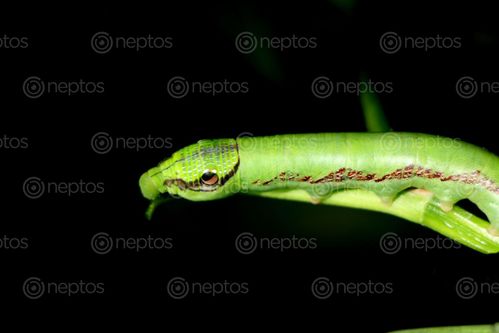 Find  the Image caterpillar,macro,photography,#stock,image#,nepal,sita,maya,shrestha  and other Royalty Free Stock Images of Nepal in the Neptos collection.