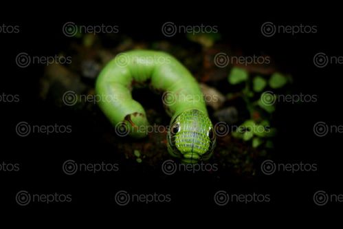 Find  the Image caterpillar,macro,photography,#stock,image#,nepal,sita,maya,shrestha  and other Royalty Free Stock Images of Nepal in the Neptos collection.