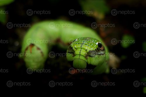 Find  the Image caterpillar,macro,photography,#stock,image#,nepal,sita,maya,shrestha  and other Royalty Free Stock Images of Nepal in the Neptos collection.