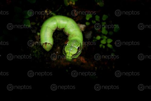 Find  the Image caterpillar,macro,photography,#stock,image#,nepal,sita,maya,shrestha  and other Royalty Free Stock Images of Nepal in the Neptos collection.