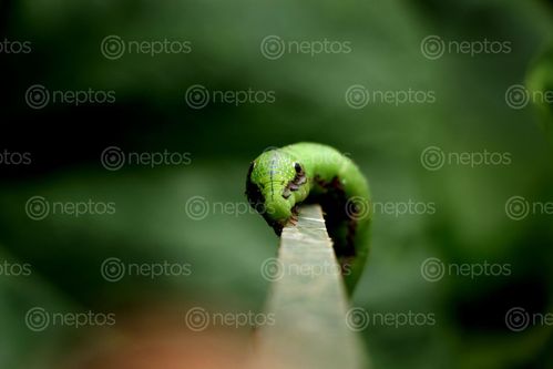 Find  the Image caterpillar,macro,photography,#stock,image#,nepal,sita,maya,shrestha  and other Royalty Free Stock Images of Nepal in the Neptos collection.