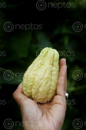 Find  the Image chayote,squash,vegetable#stock,image,nepal_photography,sita,maya,shrestha  and other Royalty Free Stock Images of Nepal in the Neptos collection.