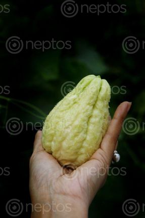 Find  the Image chayote,squash,vegetable#stock,image,nepal_photography,sita,maya,shrestha  and other Royalty Free Stock Images of Nepal in the Neptos collection.