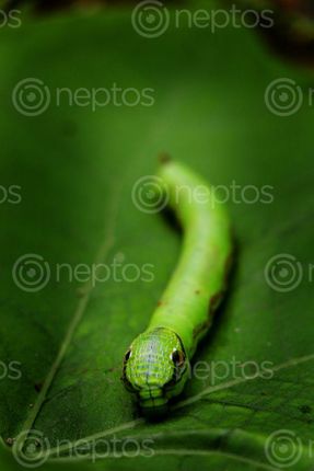 Find  the Image caterpillar,macro,photography,#stock,image#,nepal,sita,maya,shrestha  and other Royalty Free Stock Images of Nepal in the Neptos collection.